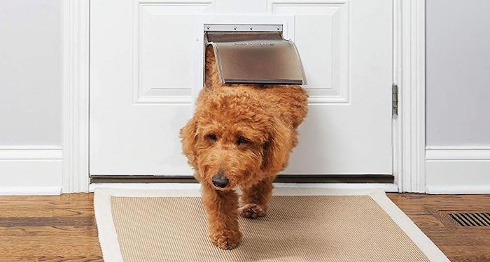 cockpoo emerging from dog flap