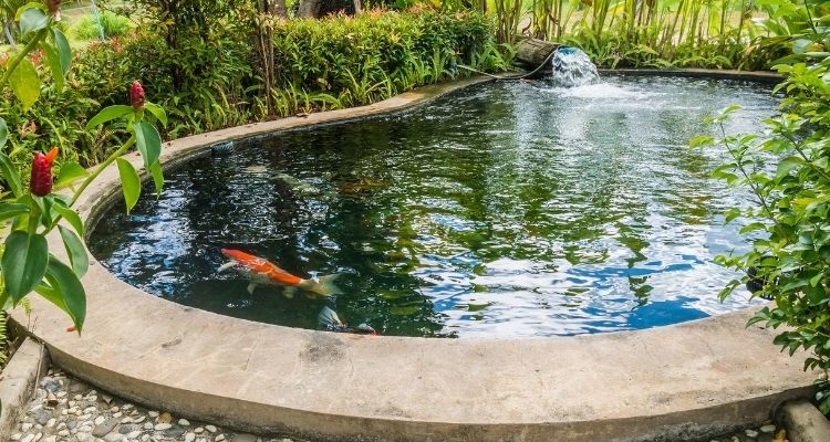 large koi pond