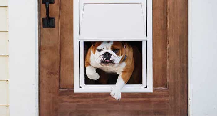 bull dog using pet flap