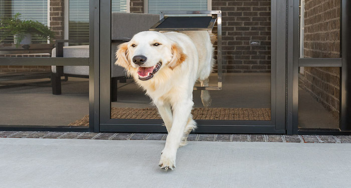 dog using magnetic pet flap